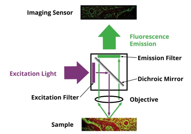 Fluorescence-Filter-Cube-Diagram