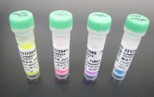 
Set of 4 Fluorescent Probes for DNA Sequencing